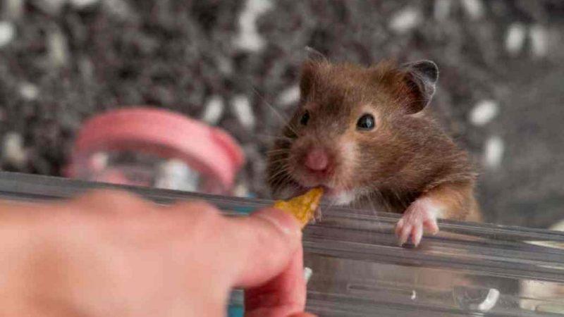 Benefits of Nitridex for Hamsters