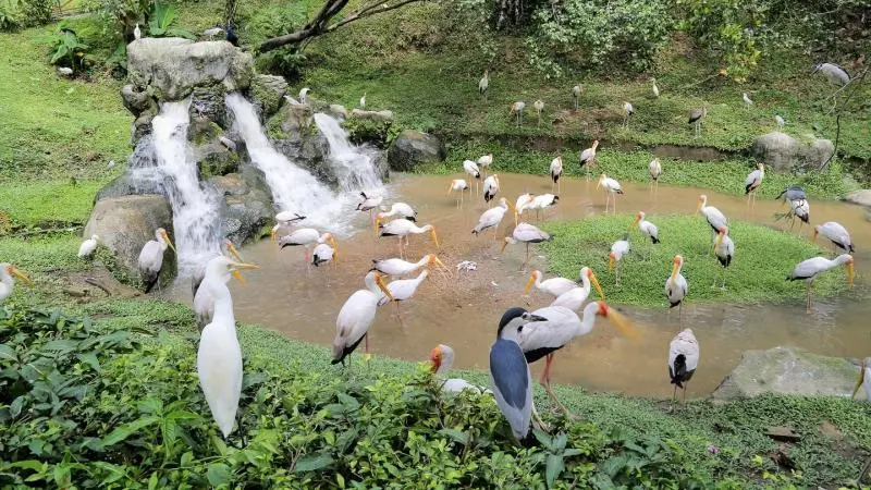 Exploring the Wonders of Nature: KL Bird Park